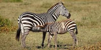 6 DAYS TANZANIA SAFARI - Image - 3411